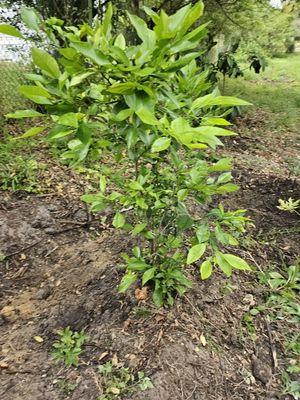 Lemon plant