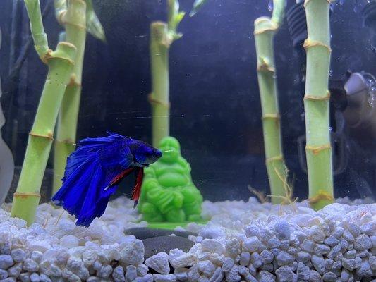 Beautiful halfmoon betta