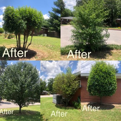 Hedge trimming in North Augusta, The after product cleaning up a yard