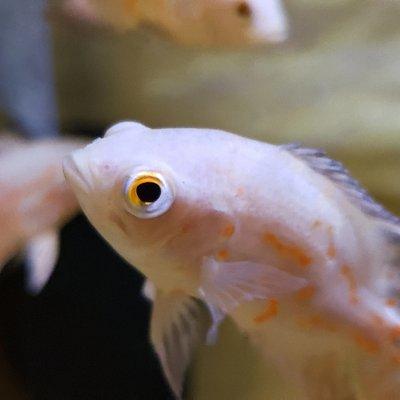 Albino Tiger Oscars