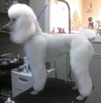 A beautiful white Standard Poodle trimmed by Kendra