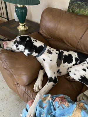 Magnolia enjoying sleeping on the couch