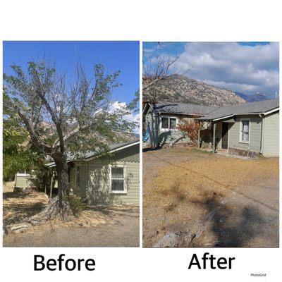 Before and After tree removal