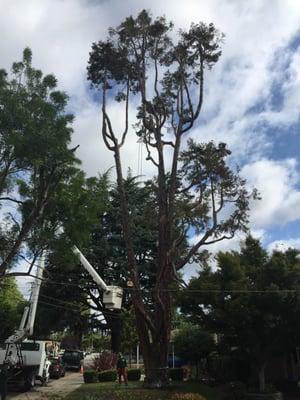 Our gigantic cedar tree, ready to be taken out!