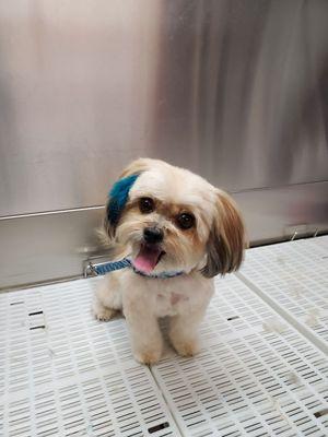 Here is sweet Hailey showing off her cute feather in her hair. She loves all the special attention she get here at Pet Makeovers!