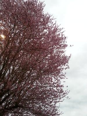 Beautiful trees in the parking lot!