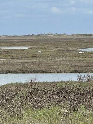 Bad quality photo of whooping cranes