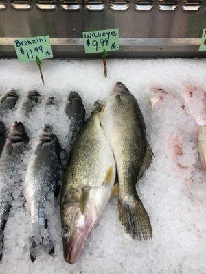 Bronzini and Walleye