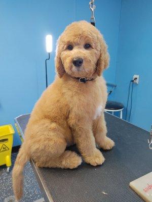 New puppy's 1st groom feeling confident.