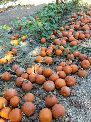 Pie pumpkins for my Kindergarten students!