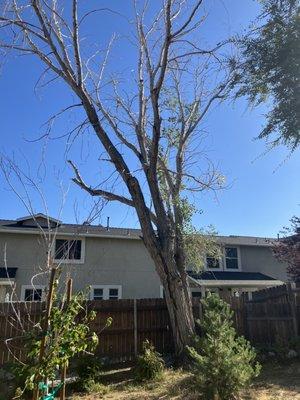 Tree removal Carson City