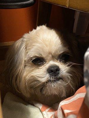 A sleepy Shih Tzu awakened for a photo.