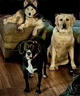 Our three dogs Bailey, Bruce Banner, and Cillian Murphy