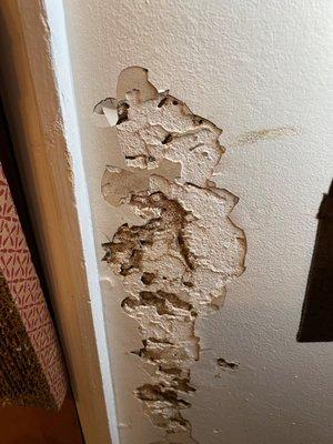 Termite damage to drywall