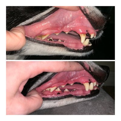 Dental cleaning (before on top- after on bottom)