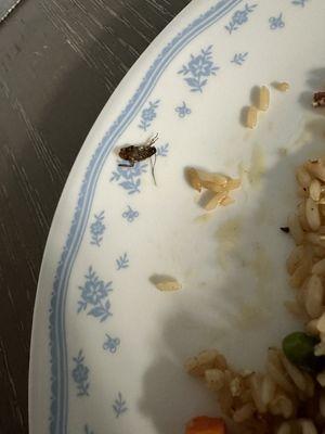 roach found Shrimp Fried Rice