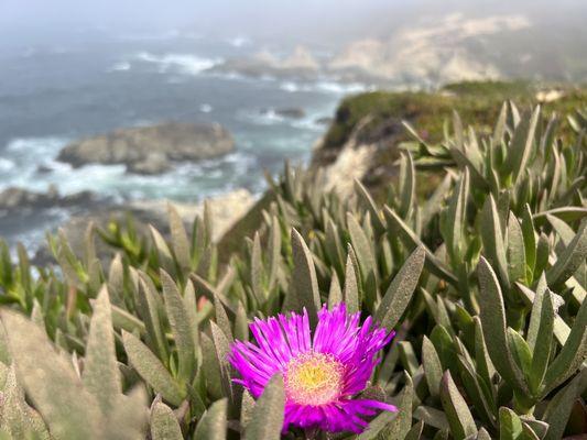 Sonoma Coast State Beach - Bodega Head