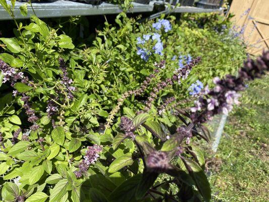 Basil flowers - herbs