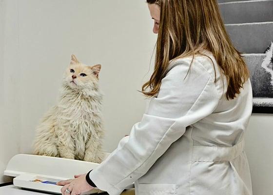 Dr. Blasdel with a feline patient