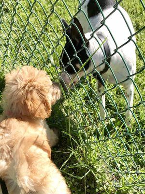 Shiloh & Nelly, both patients of Countyline