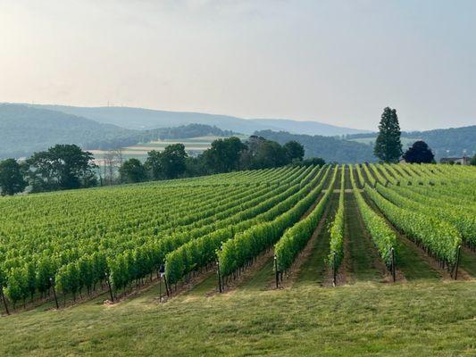 Vineyard view