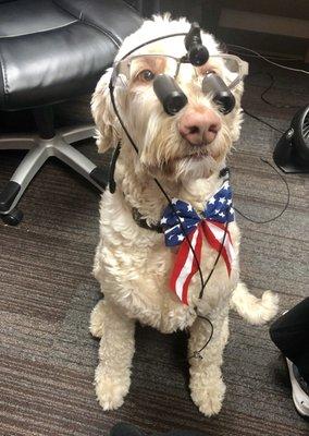 Spuddy is our office comfort dog, golden doodle!