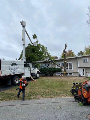 Tree service experts