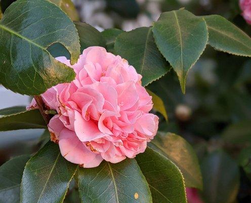 Pink carnation bush