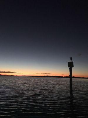 Catching the sunset and a juvenile blue heron.