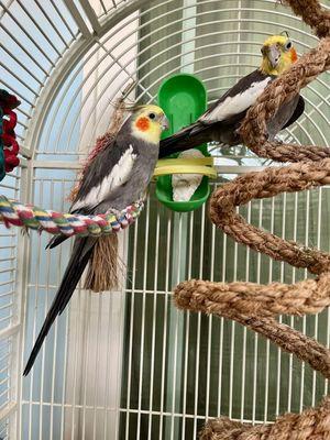 cockatiel birds of View Park