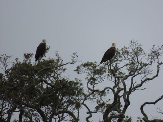 We saw several bald eagle pairs.