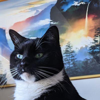 Our beautiful tuxedo cat stares debonairly into the middle distance in front of a painting of Yosemite Valley