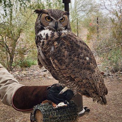 Great horned owl