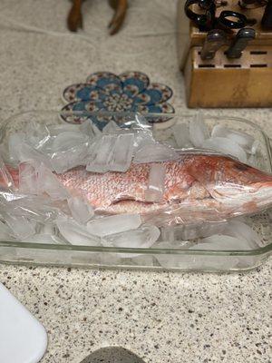 The red snapper I picked up.