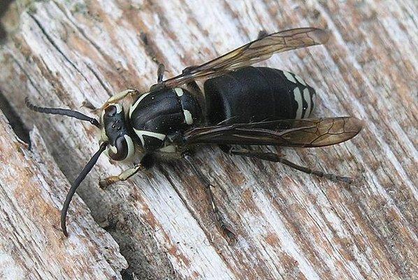 Baldfaced Hornet Bloomington, Indiana Yes Pest Pros