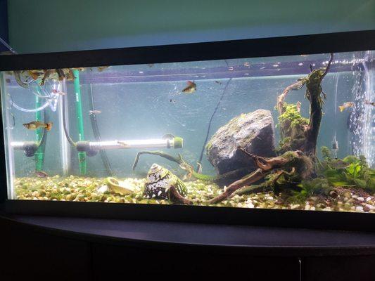 Relaxing fish tank