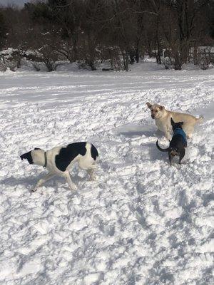 Puppy play group last week! Come on down and join the fun!