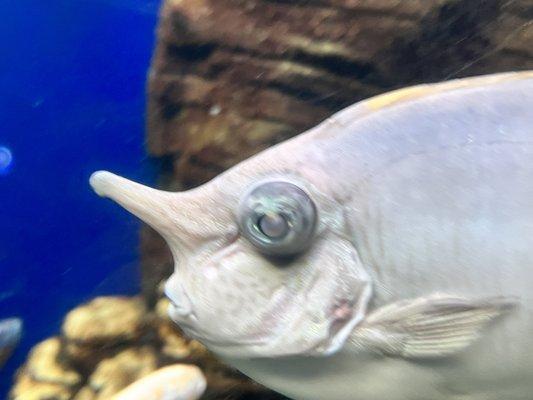 Waikiki Aquarium