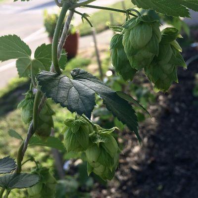 Check out the hop garden!