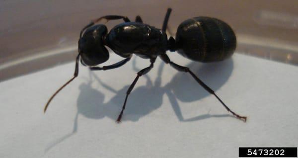 Carpenter Ant: A wood Destroying Organism.  Photo courtesy of Mohammed El Damir - Bugwood.org We're not only about bugs, we're about people!