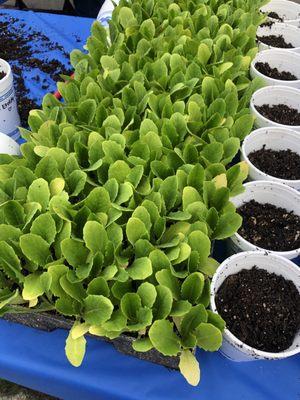 Romaine seed pods at Farm Day