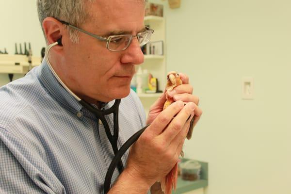 Dr. Dutton examining a bird