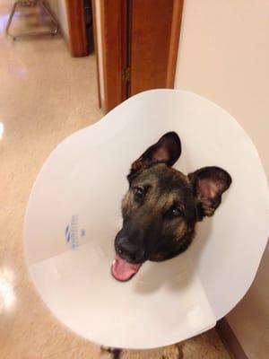 Zora Dog happy as a clam after major spay surgery.