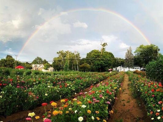 Lansing Farm Market & Greenhouses