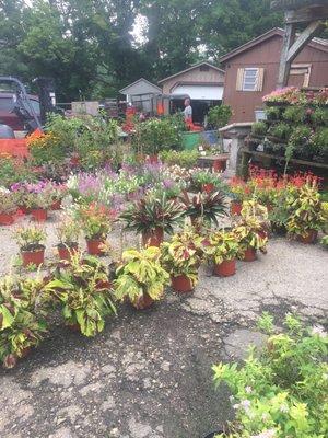 Potted plants in front of the main building (old location)