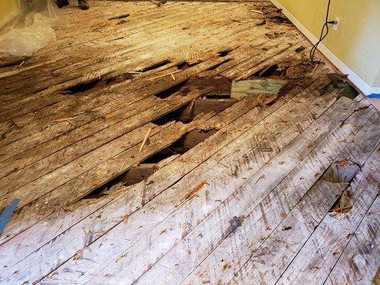 Rotten subfloor due to moisture in the Crawspace