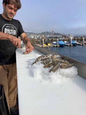 Learning how to shack the oysters