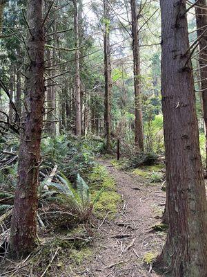 Willapa Natl Wildlife Refuge - the trail coming down Porter Loop