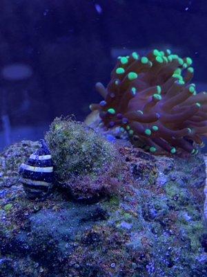 Torch Coral from Elite Reef.