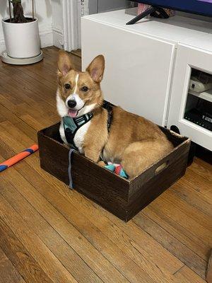 My girl after the happy vet visit, she's playing like she is a toy by putting herself into the toy box! oye! lol